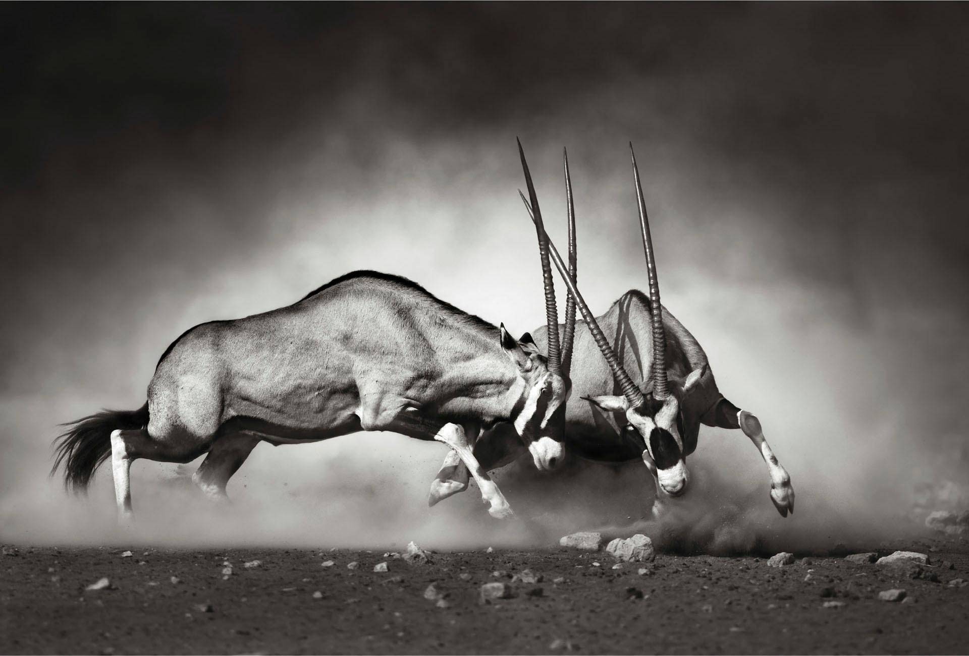 Wall-Art Vliestapete »Tiere Afrika Antilopen Duell« von Wall-Art