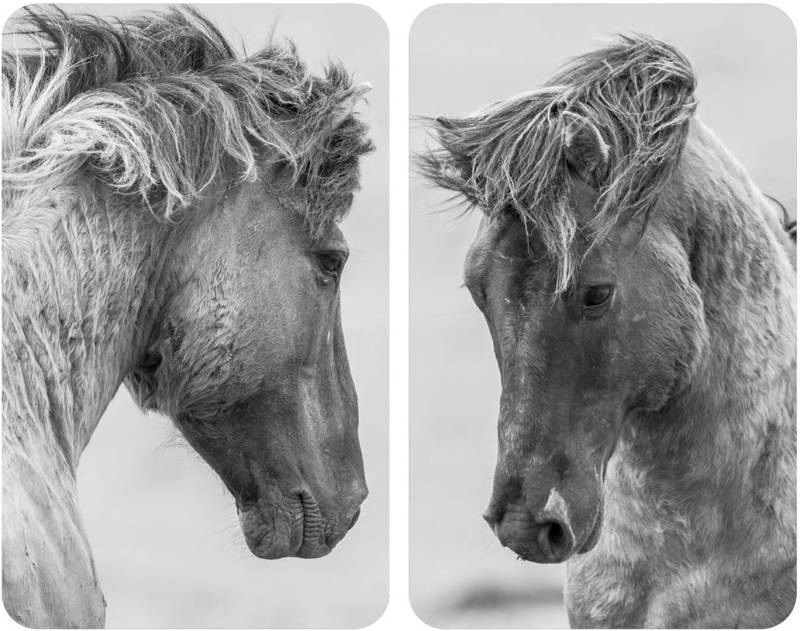 WENKO Herd-Abdeckplatte »Horses«, (Set, 2 tlg.) von Wenko