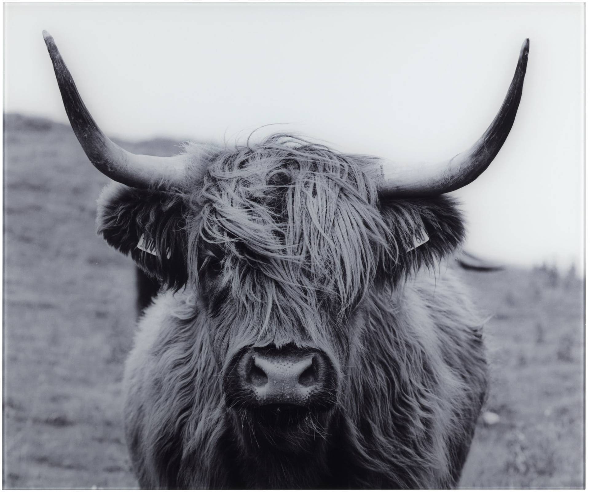 WENKO Küchenrückwand »Highland Cattle« von Wenko