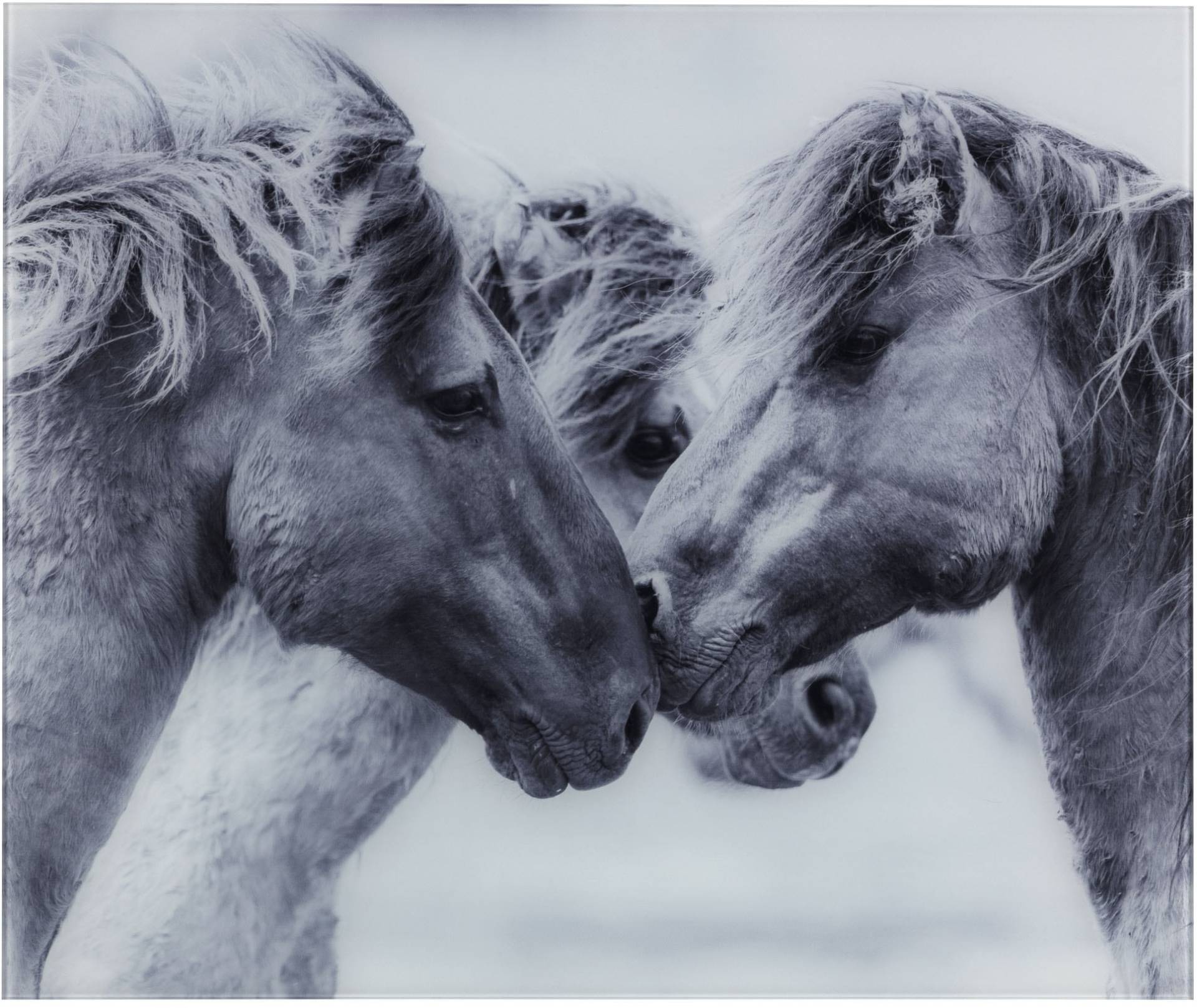 WENKO Küchenrückwand »Horses« von Wenko