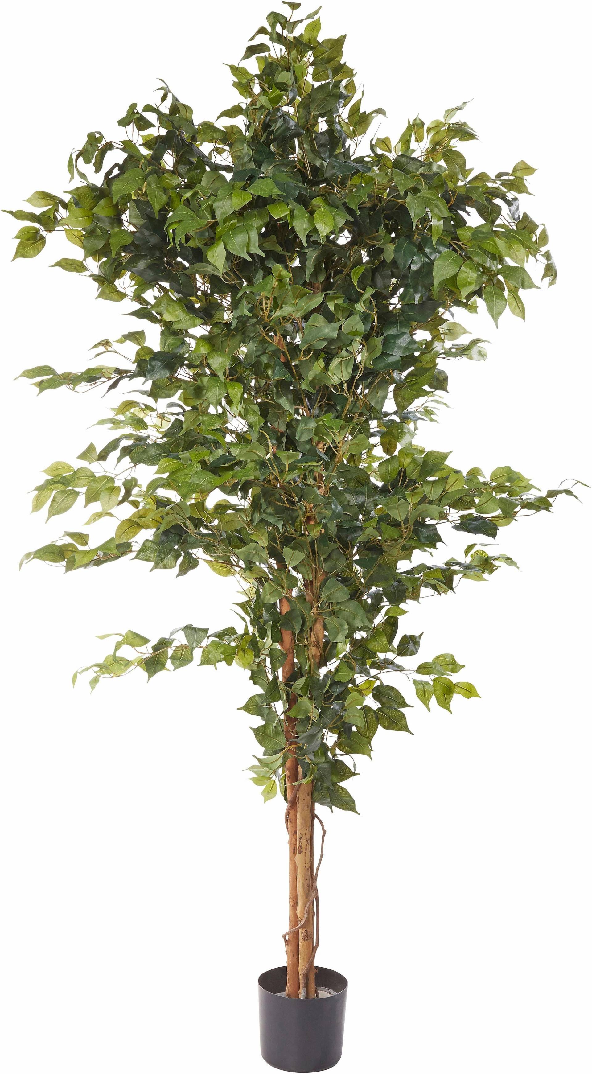 Creativ green Kunstpflanze »Ficus Benjamini« von Creativ green