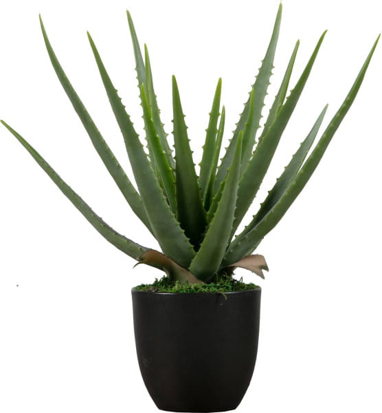 Deko Pflanze Vera Aloe 46cm von mutoni living