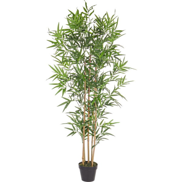 Bambus-Pflanze Höhe 155 von mutoni lifestyle