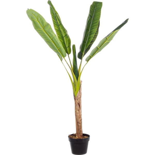 Bananenpflanze mit Topf 7 Blätter Höhe 113 von mutoni lifestyle