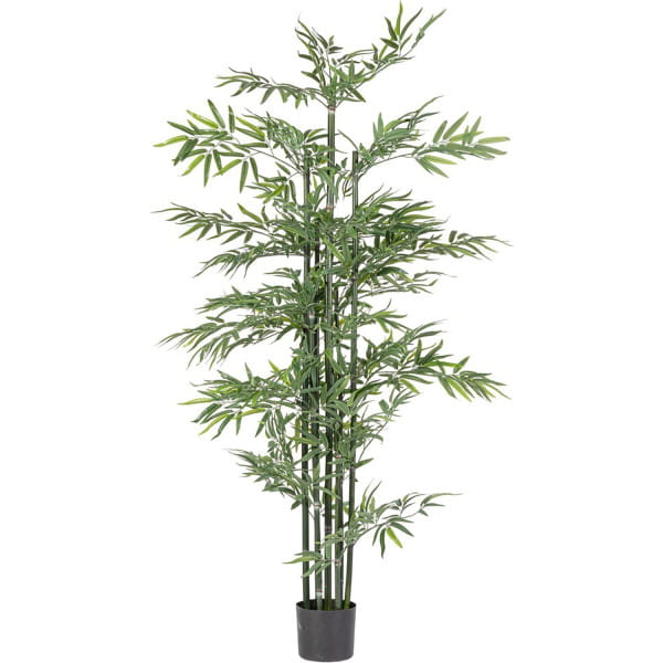 Pflanze Bambus 190 von mutoni lifestyle