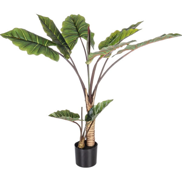 Pflanze Dieffenbachia mit Vase 10 Blätter von mutoni lifestyle