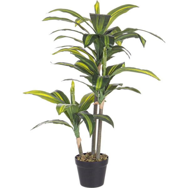 Pflanze Dracanea 43x88 von mutoni lifestyle