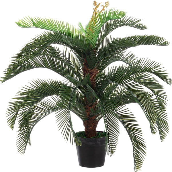 Pflanze Palme Cycas mit Topf Höhe 100 von mutoni lifestyle