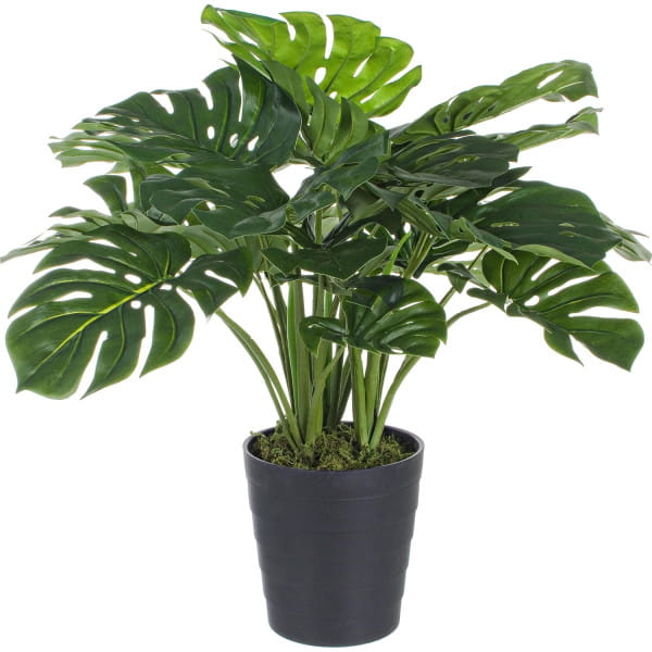 Pflanze Philodendron 65 von mutoni lifestyle