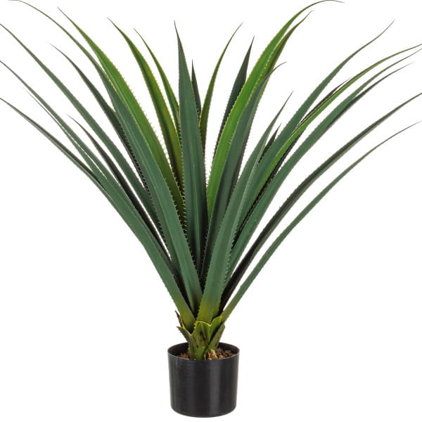 Pflanze Ruscaceae 28x90 von mutoni lifestyle