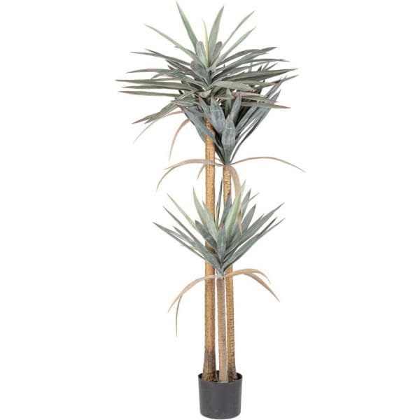 Pflanze Yucca 152 von mutoni lifestyle