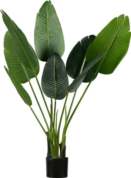 Deko Pflanze Strelitzia 108cm von mutoni living