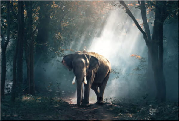 Glasbild Elefant 70x100 von mutoni vintage