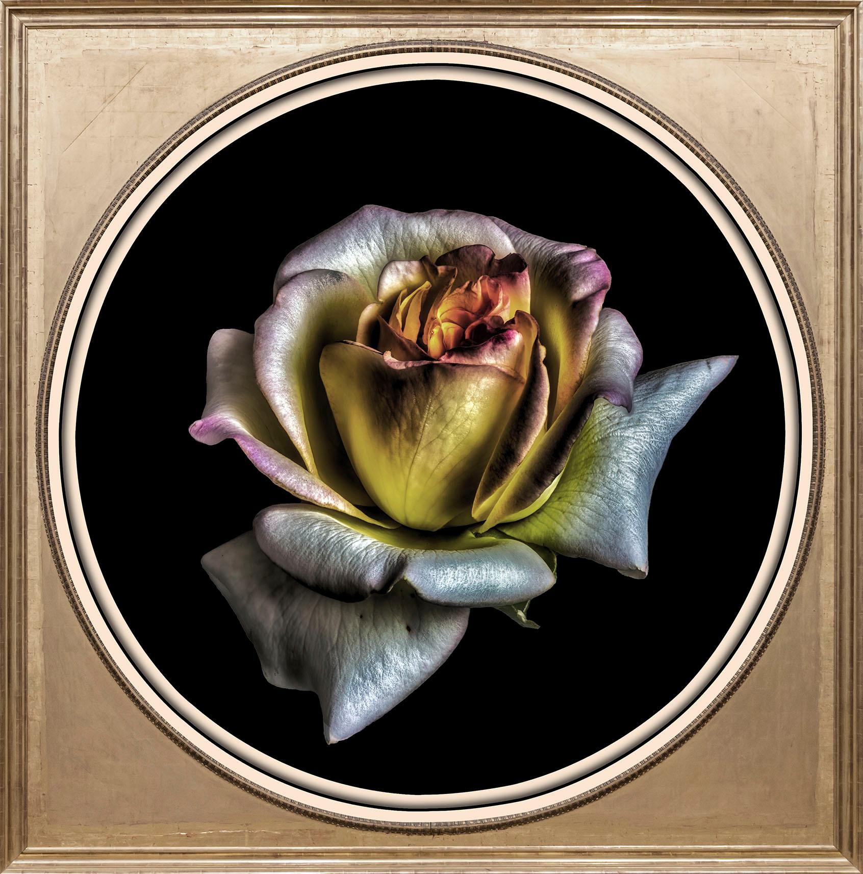 queence Acrylglasbild »Rose« von queence