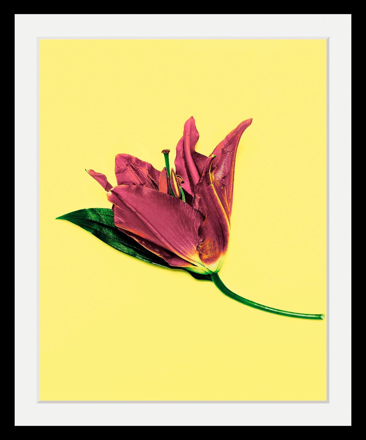 queence Bild »Blume«, Blumen-Blumenbilder-Pflanzen-Kunst, HD Premium Poster-Druck inkl. Holzrahmen queence Bild »Blume«, Blumen-Blumenbilder-Pflanzen-Kunst, HD Premium Poster-Druck inkl. Holzrahmen von queence