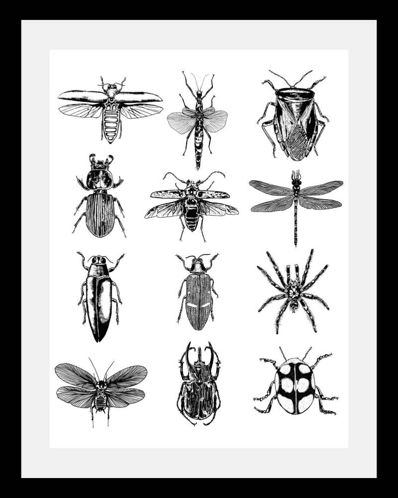 queence Bild »Insekten«, Tiere-Schwarz-Weiss-Kunst-Insekten, HD Premium Poster-Druck inkl. Holzrahmen von queence