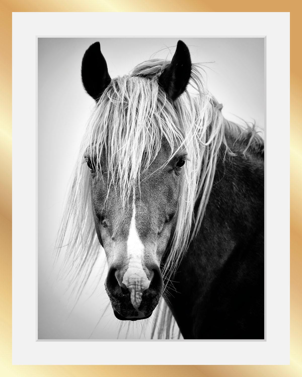 queence Bild »Pferdekopf«, Schwarz-Weiss-Tiere-Pferde-Pferdebilder-Gesicht, HD Premium Poster-Druck inkl. Holzrahmen in schwarz queence Bild »Pferdekopf«, Schwarz-Weiss-Tiere-Pferde-Pferdebilder-Gesicht, HD Premium Poster-Druck inkl. Holzrahmen in schwarz von queence