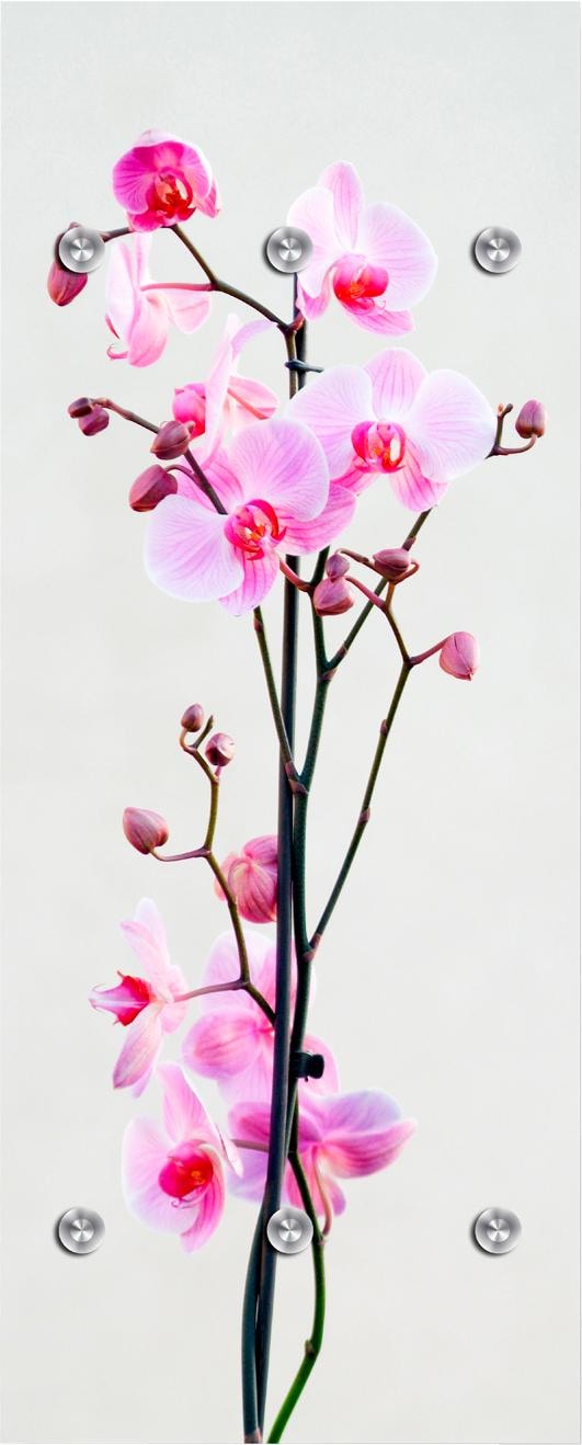 queence Garderobenleiste »Orchidee« von queence