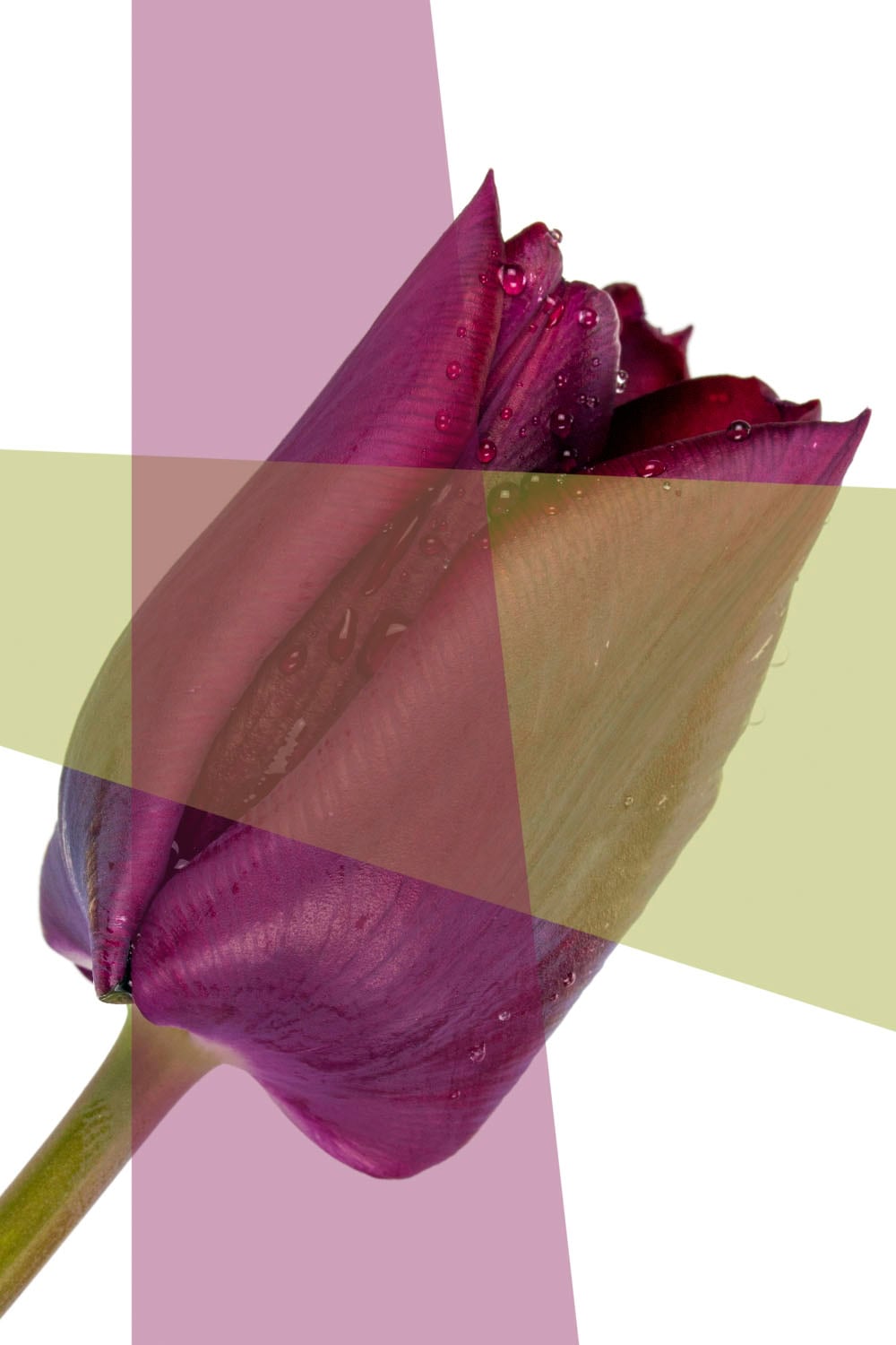 queence Acrylglasbild »Blume« von queence