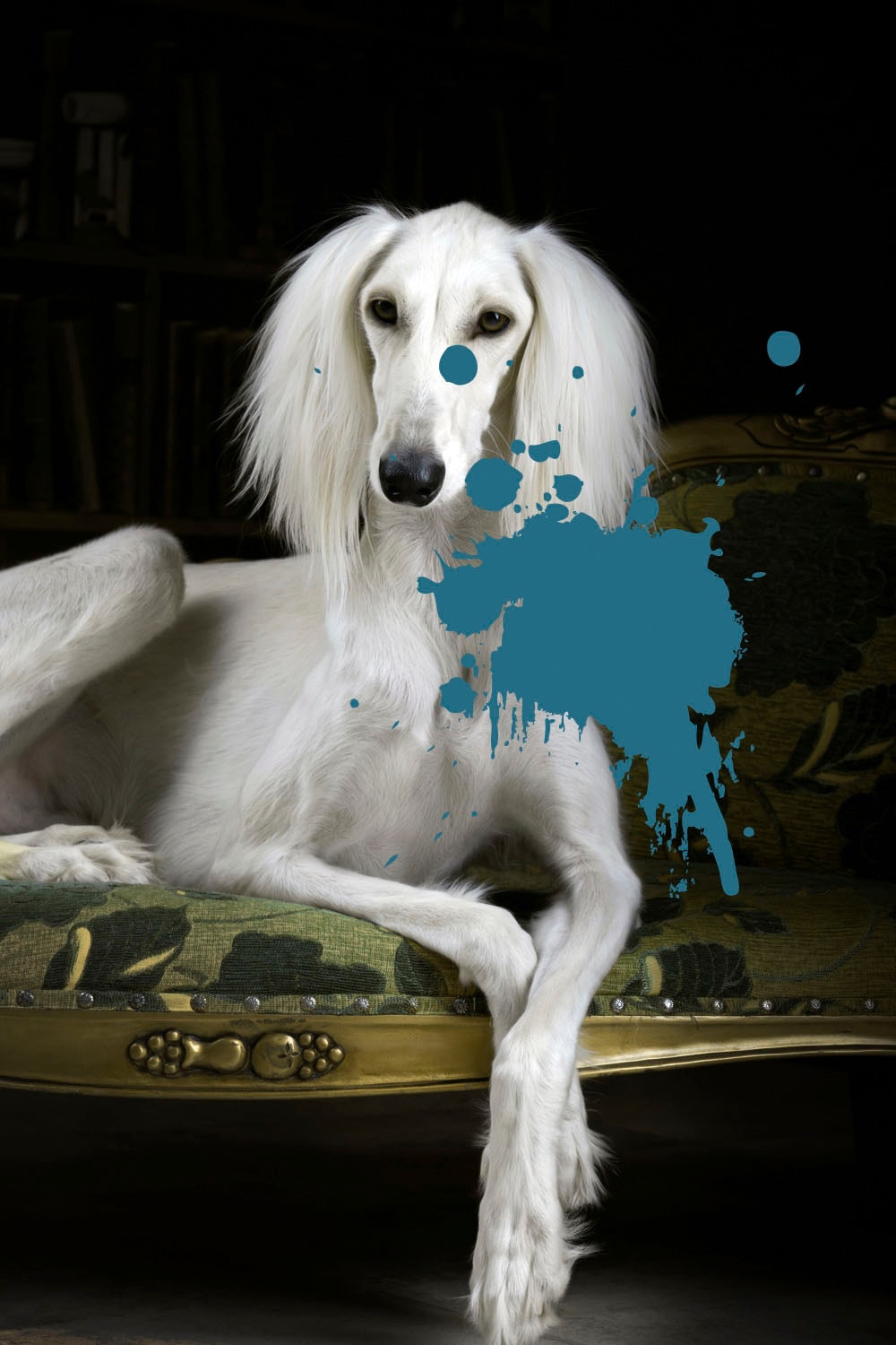 queence Acrylglasbild »Hund« von queence