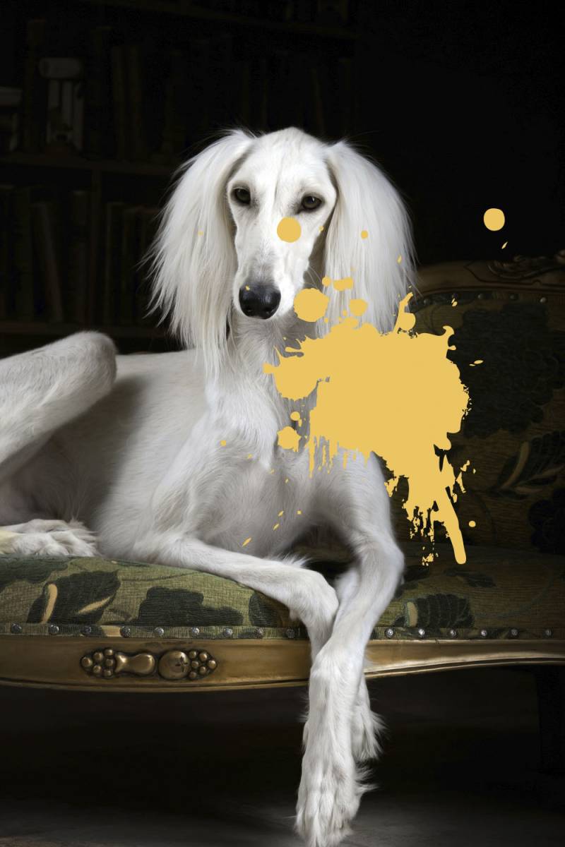 queence Acrylglasbild »Hund« von queence