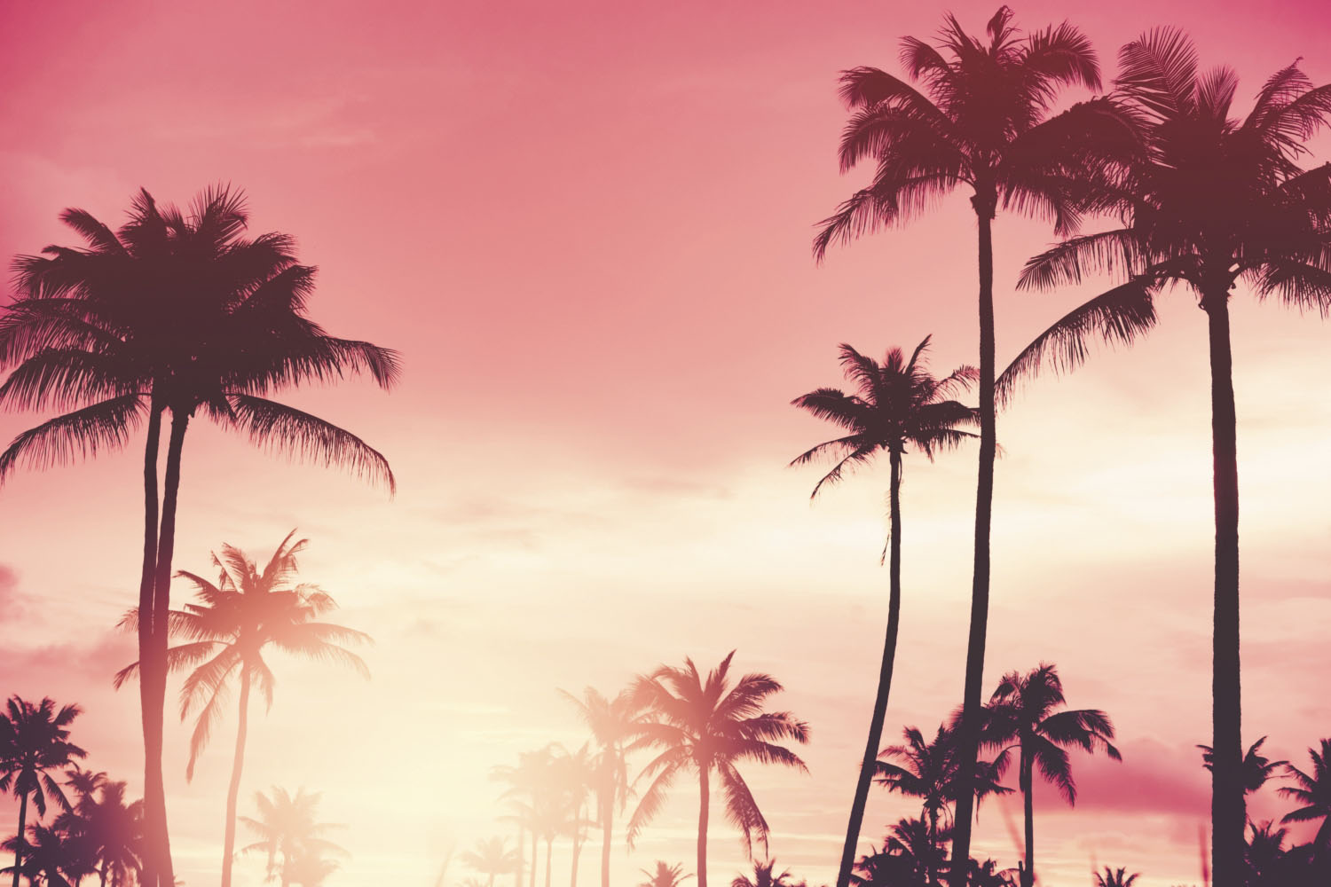 queence Acrylglasbild »Palmen im Sonnenuntergang« von queence