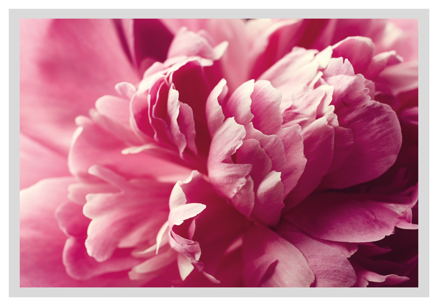 queence Bild »Andreas«, Blumen-Blumenbilder-Pflanzenbilder-Foto-Kunst, HD Premium Poster-Druck inkl. Holzrahmen queence Bild »Andreas«, Blumen-Blumenbilder-Pflanzenbilder-Foto-Kunst, HD Premium Poster-Druck inkl. Holzrahmen von queence