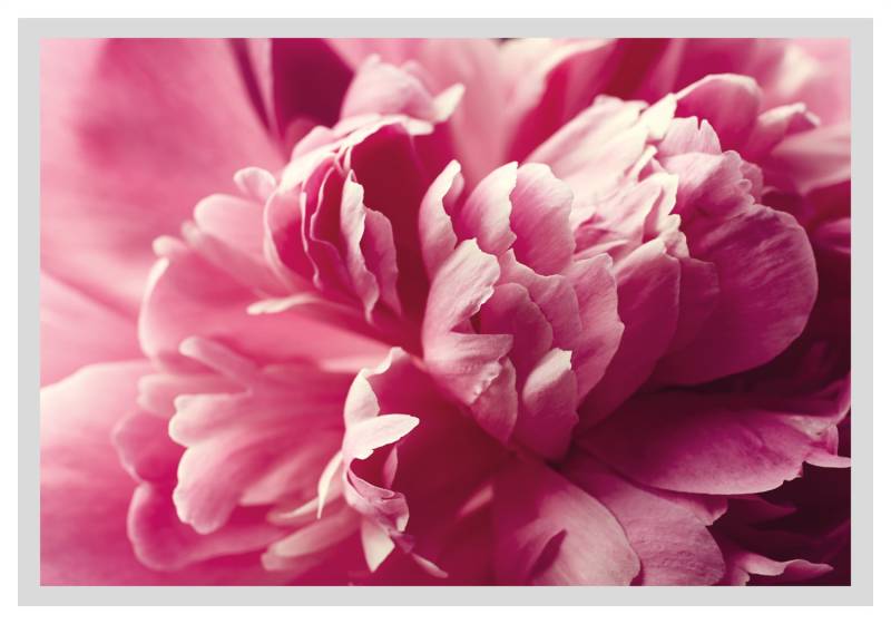 queence Bild »Andreas«, Blumen-Blumenbilder-Pflanzenbilder-Foto-Kunst, HD Premium Poster-Druck inkl. Holzrahmen von queence