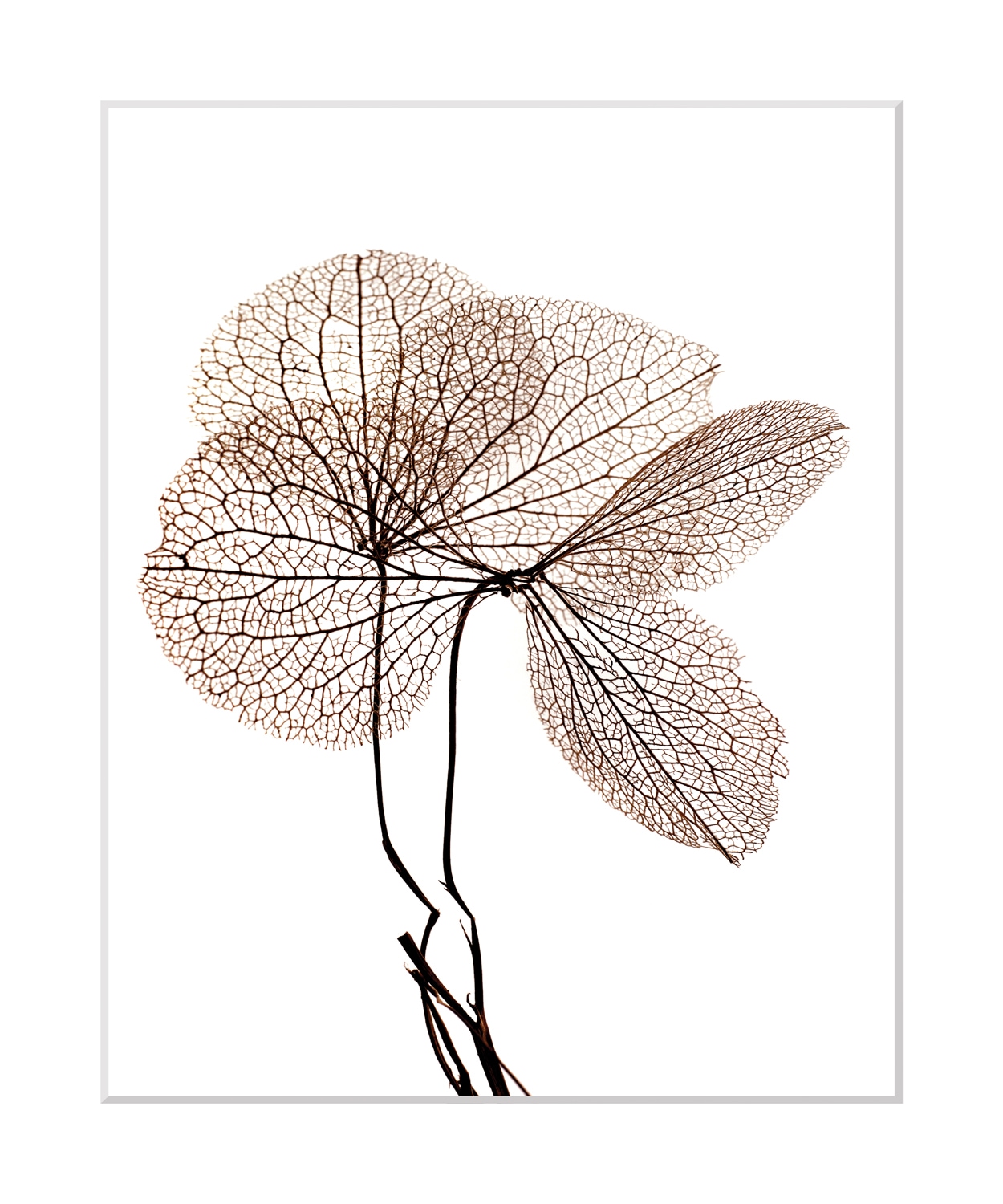 queence Bild »Annabell«, Blumen, Blumen, gerahmt queence Bild »Annabell«, Blumen, Blumen, gerahmt von queence