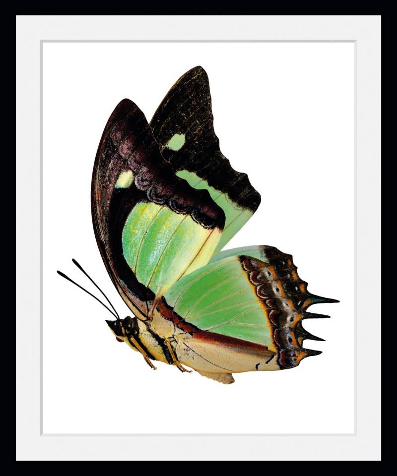 queence Bild »Charly«, Schmetterlinge-Kunst-Insekten-historische Ereignisse, (1 St.), HD Premium Poster-Druck inkl. Holzrahmen von queence