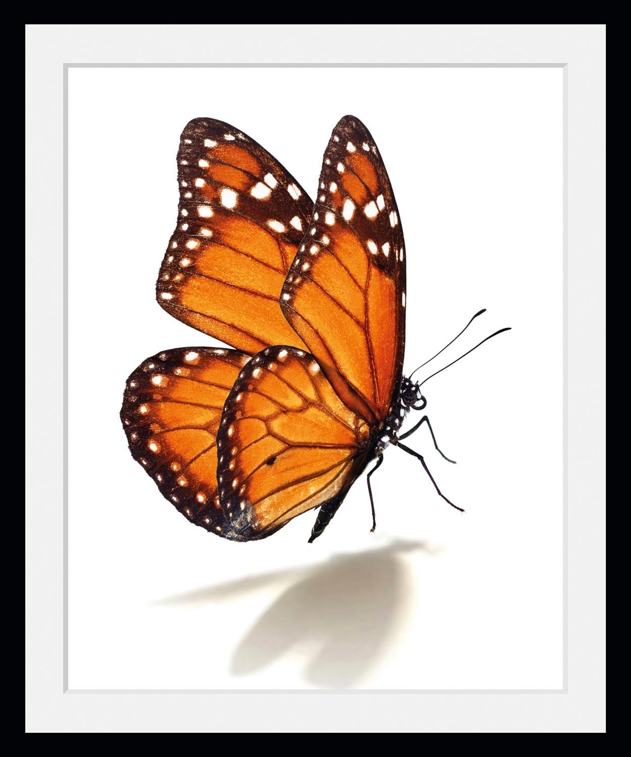 queence Bild »Eazy«, Schmetterlinge-Kunst-Insekten, (1 St.), HD Premium Poster-Druck inkl. Holzrahmen queence Bild »Eazy«, Schmetterlinge-Kunst-Insekten, (1 St.), HD Premium Poster-Druck inkl. Holzrahmen von queence