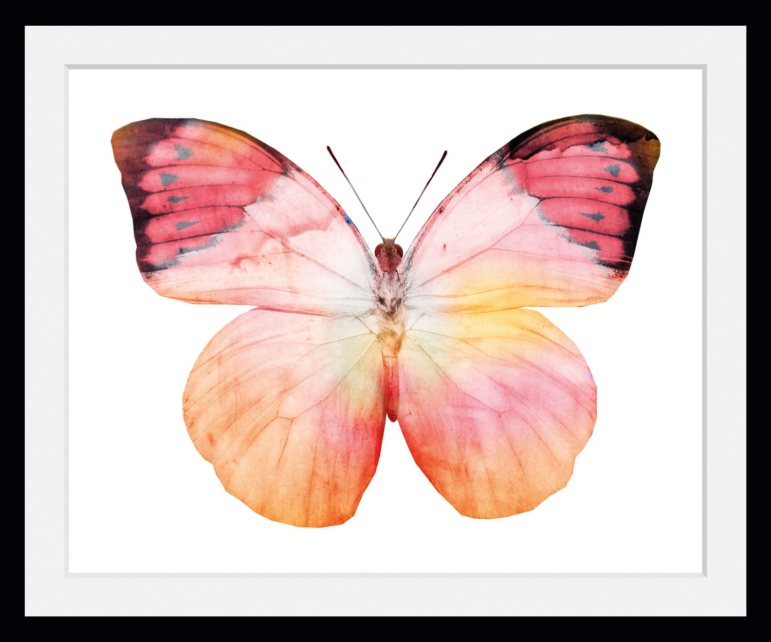 queence Bild »Elli«, Schmetterlinge, (1 St.) von queence