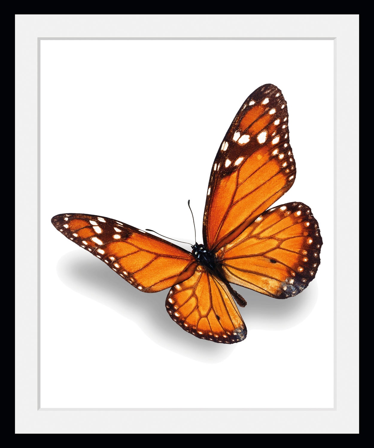 queence Bild »Evelina«, Schmetterlinge, (1 St.) von queence