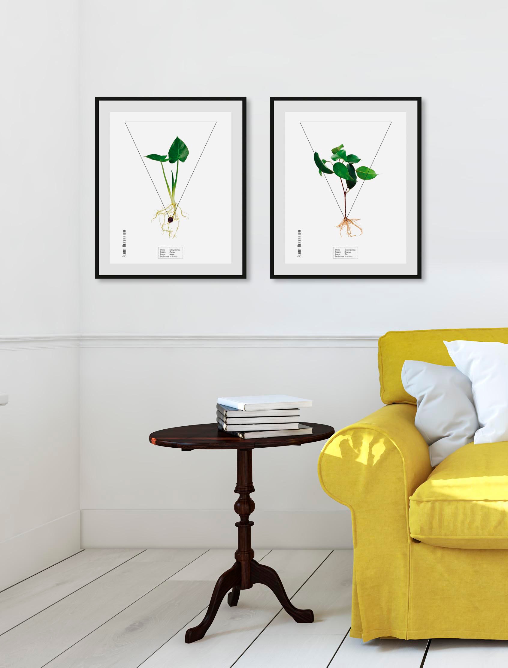 queence Bild »Ficus benjamina«, (1 St.) queence Bild »Ficus benjamina«, (1 St.) von queence
