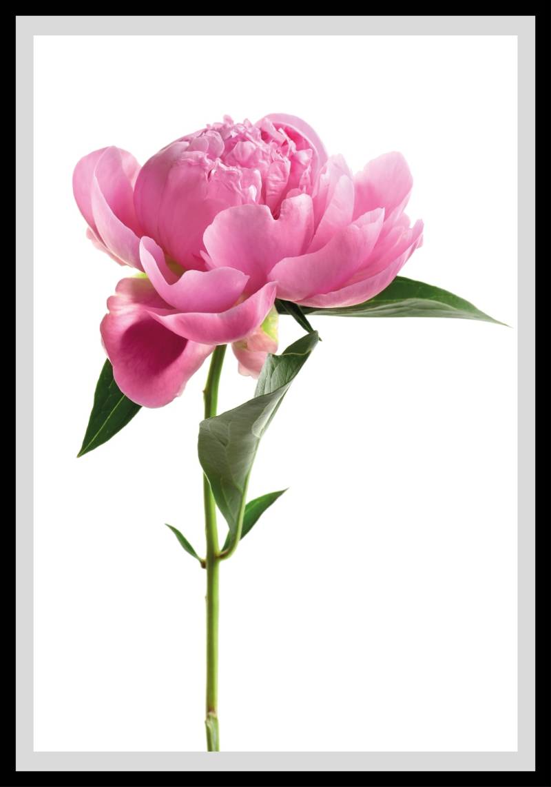 queence Bild »Gundula«, Blumen, gerahmt, Rosen von queence