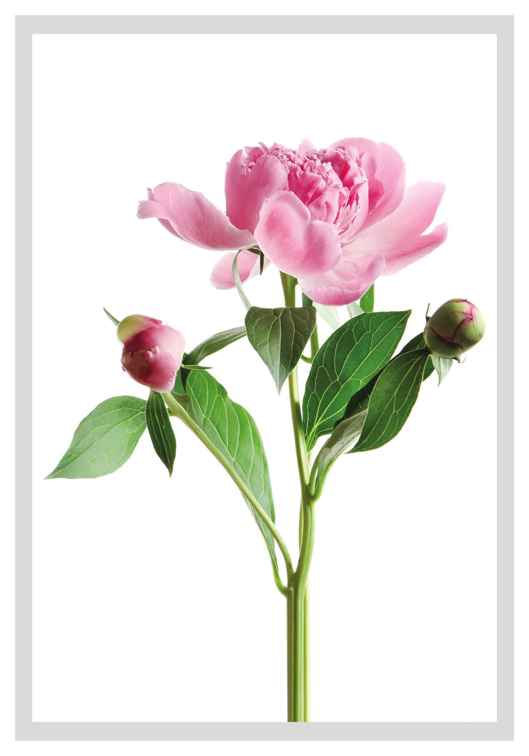 queence Bild »Gundula«, Blumen, gerahmt, Rosen von queence