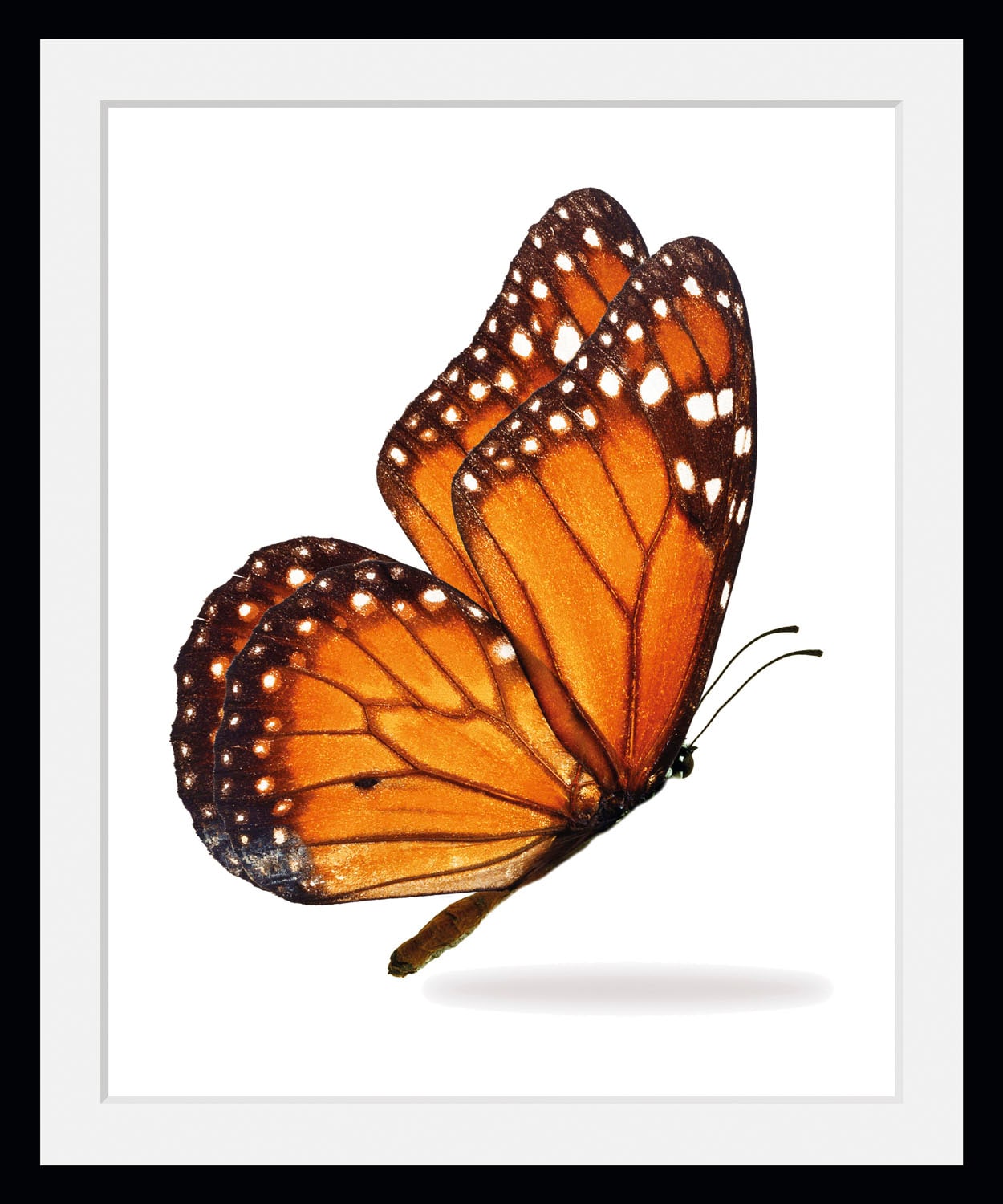 queence Bild »Jalina«, Schmetterlinge, (1 St.) von queence
