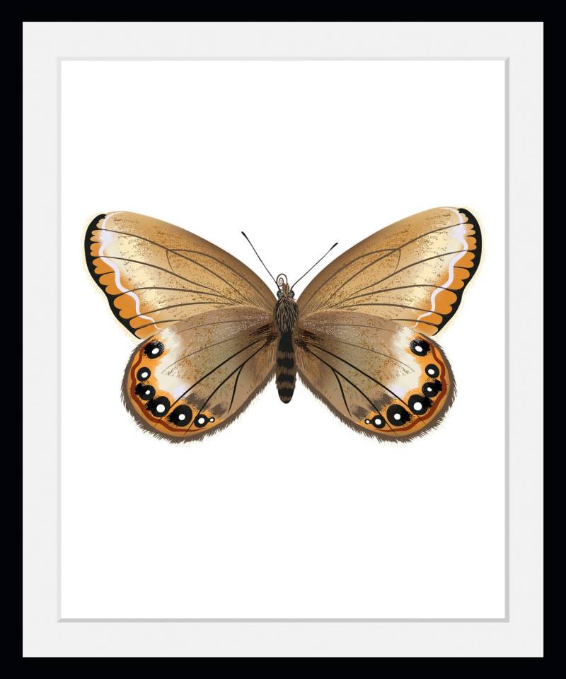 queence Bild »Lexy«, Schmetterlinge-Kunst-Insekten, (1 St.), HD Premium Poster-Druck inkl. Holzrahmen von queence