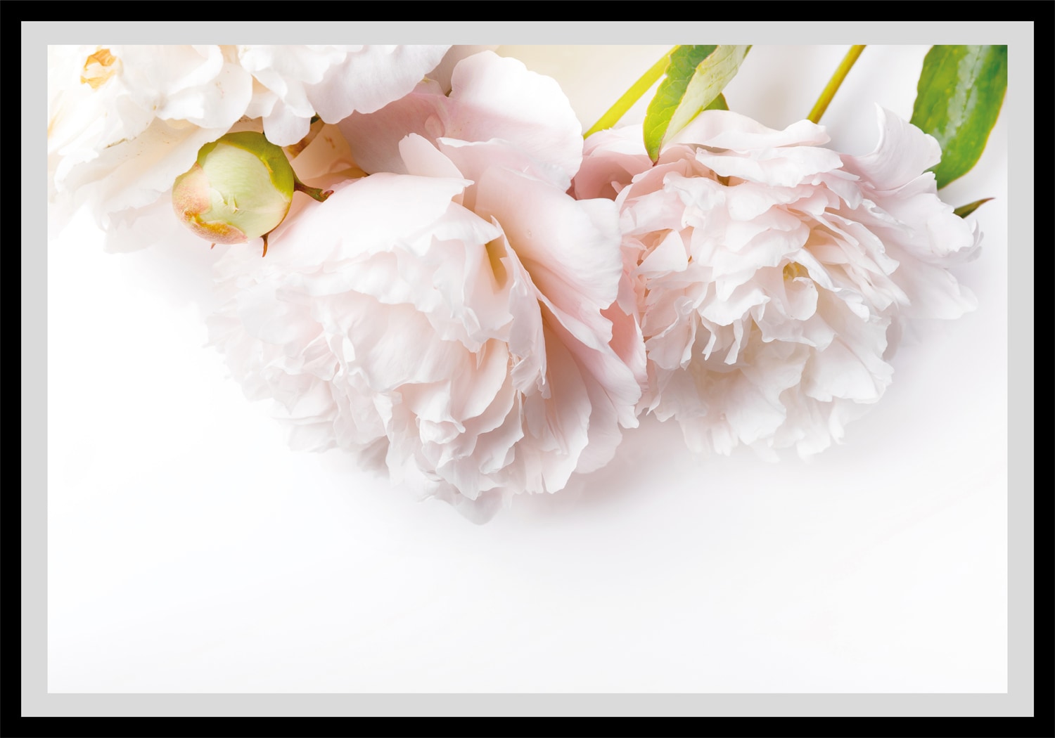 queence Bild »Maike«, Blumen, gerahmt, Rosen von queence