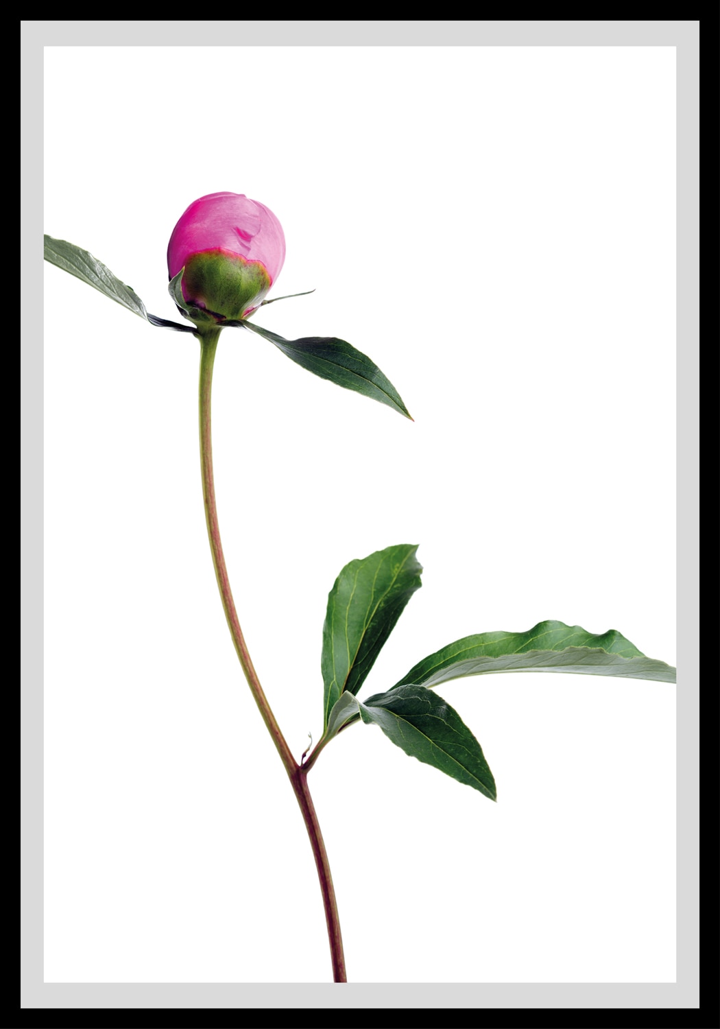 queence Bild »Manuel«, Blumen, gerahmt, Rosen von queence