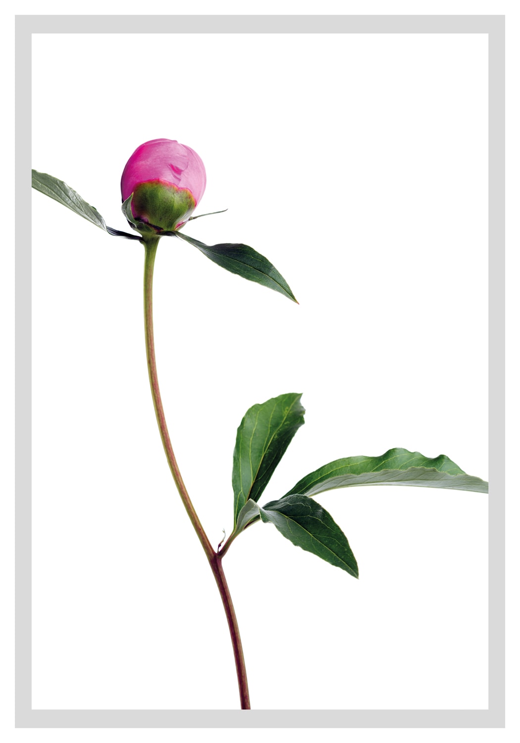 queence Bild »Manuel«, Blumen, gerahmt, Rosen queence Bild »Manuel«, Blumen, gerahmt, Rosen von queence