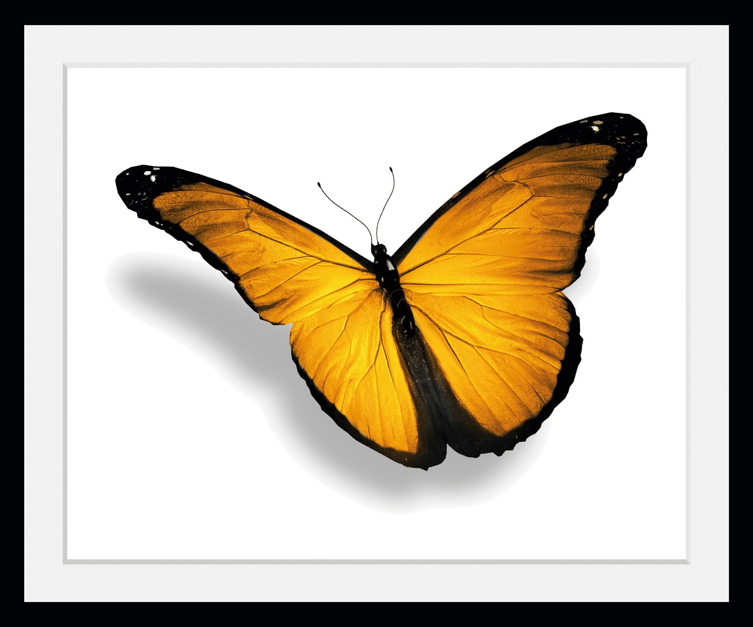 queence Bild »Maria 2.0«, Schmetterlinge, (1 St.) von queence