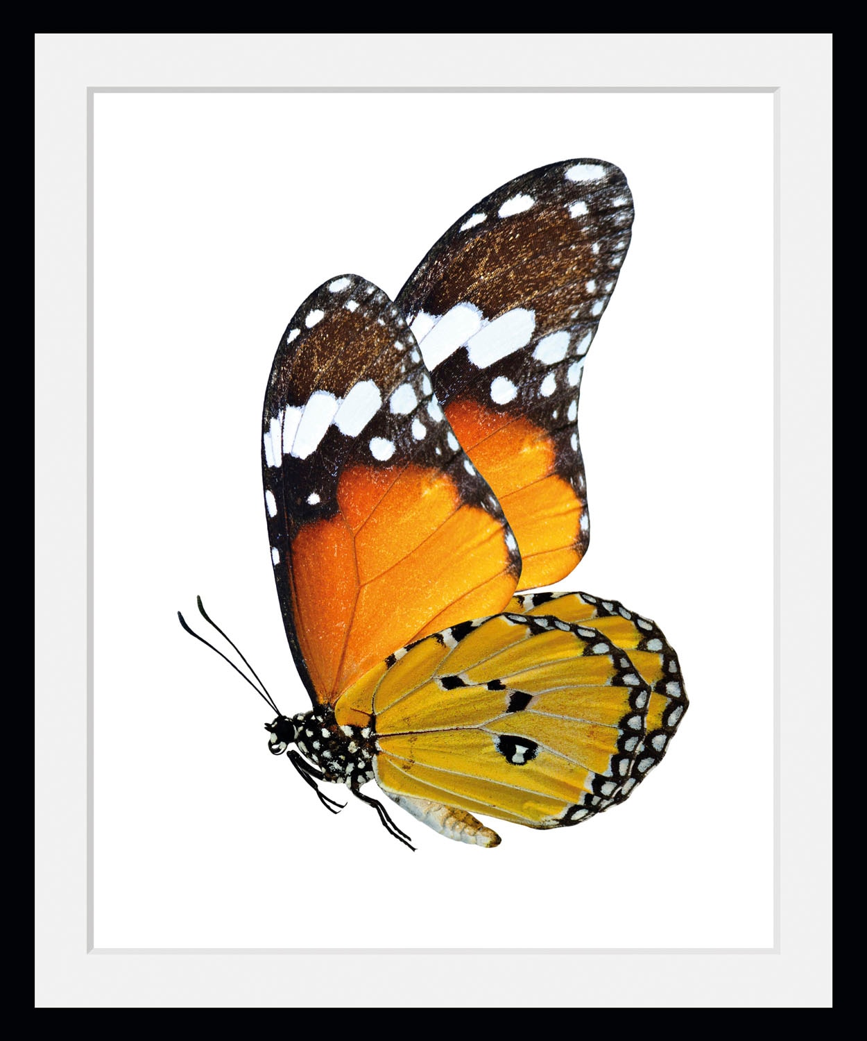 queence Bild »Mario«, Schmetterlinge-Kunst-Insekten-historische Ereignisse, (1 St.), HD Premium Poster-Druck inkl. Holzrahmen queence Bild »Mario«, Schmetterlinge-Kunst-Insekten-historische Ereignisse, (1 St.), HD Premium Poster-Druck inkl. Holzrahmen von queence