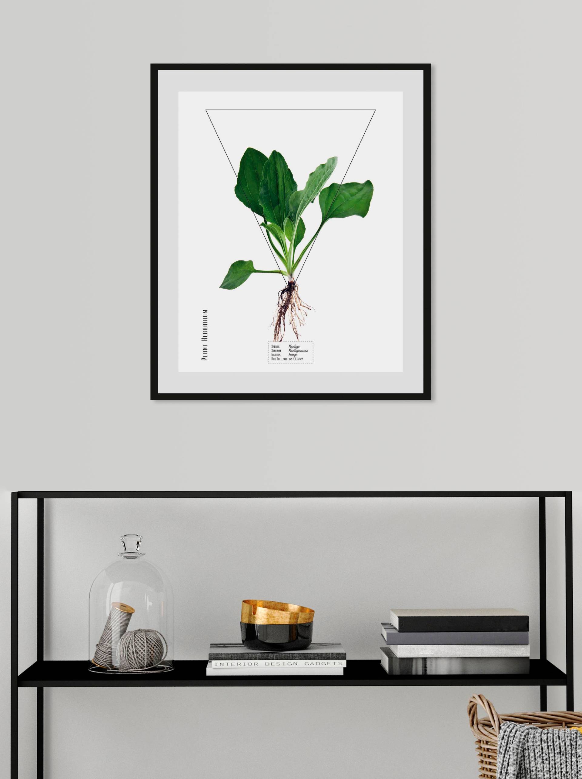 queence Bild »Plantago«, (1 St.) queence Bild »Plantago«, (1 St.) von queence