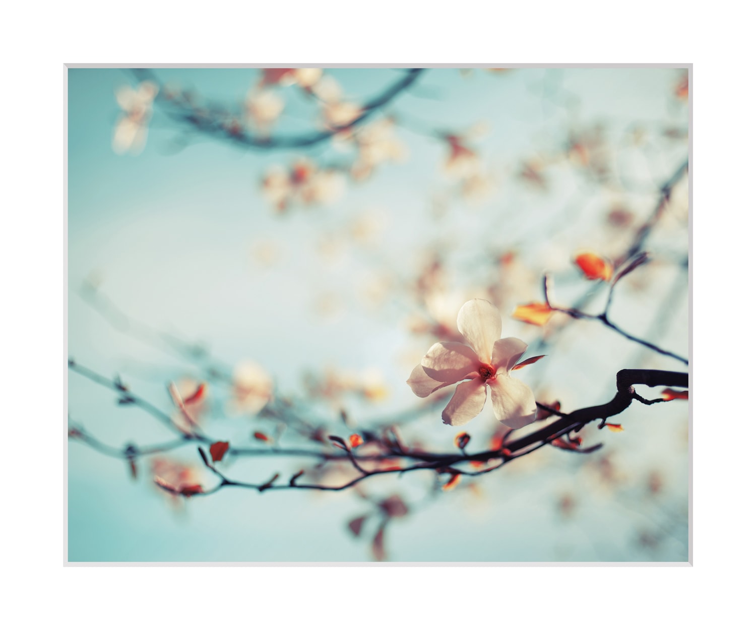 queence Bild »Roxy«, Blumen, gerahmt, Rosen queence Bild »Roxy«, Blumen, gerahmt, Rosen von queence