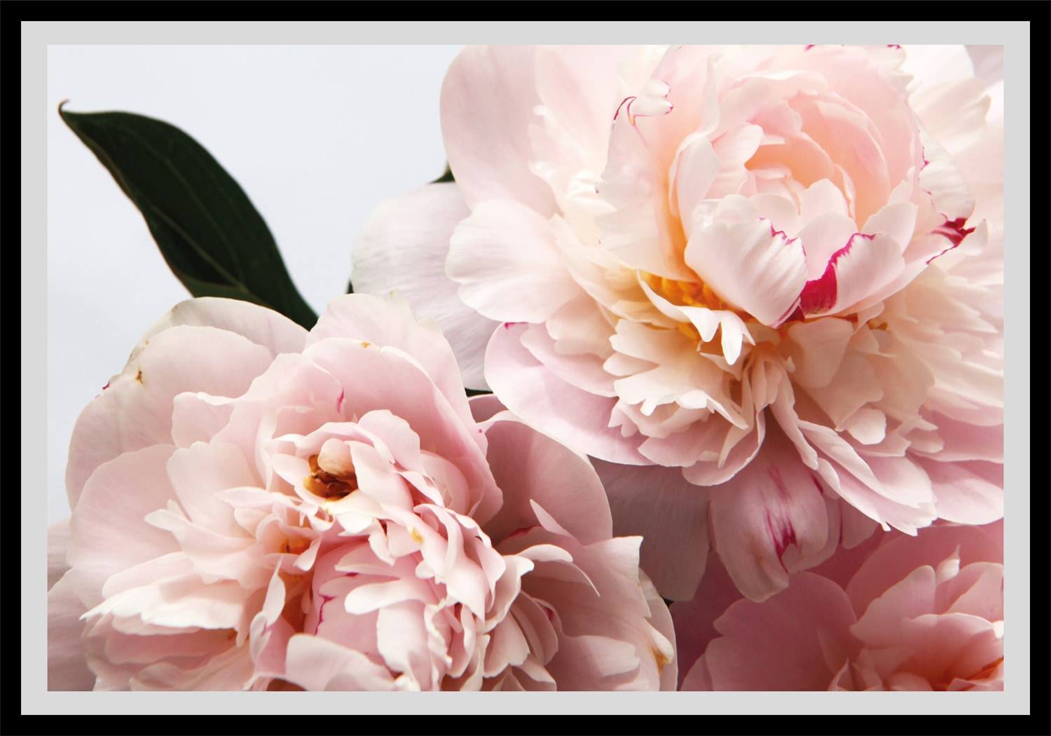 queence Bild »Runa«, Blumen, Rosen, gerahmt von queence