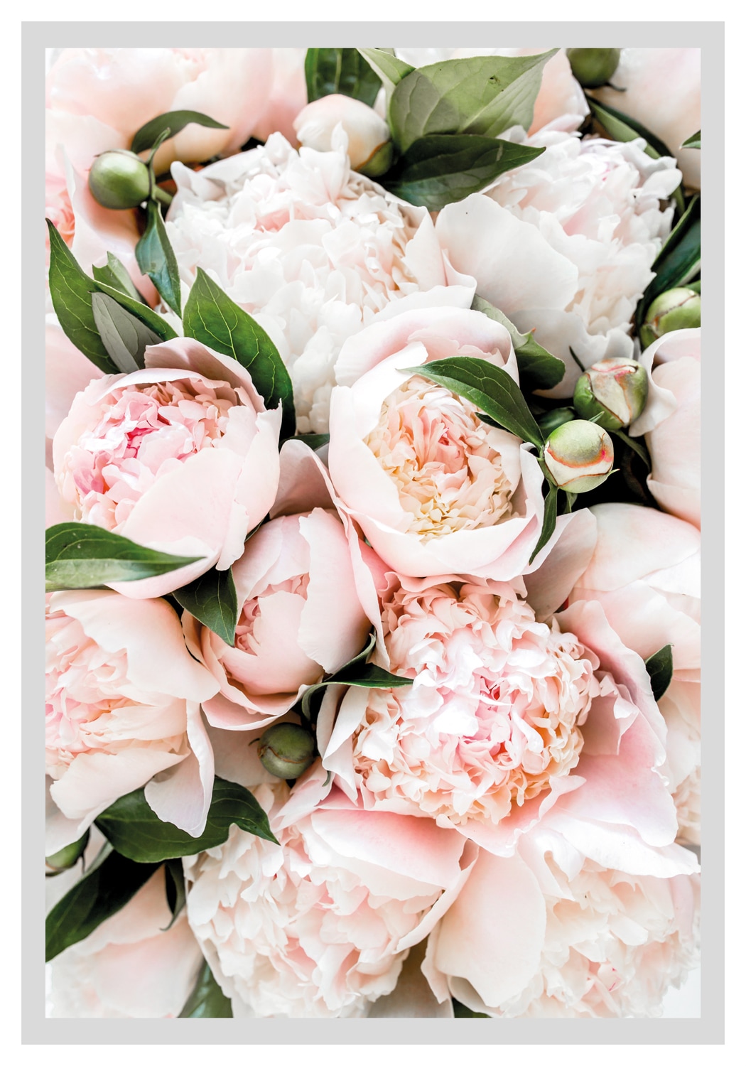 queence Bild »Stefanie«, Blumen, gerahmt, Rosen von queence
