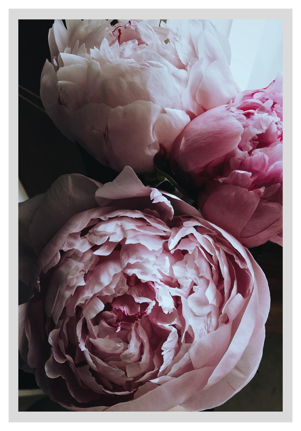 queence Bild »Ursula«, Blumen, Rosen, gerahmt queence Bild »Ursula«, Blumen, Rosen, gerahmt von queence
