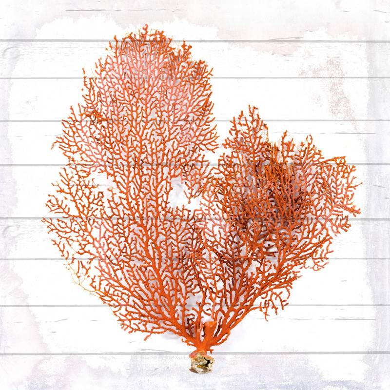 queence Holzbild »Orange Koralle« von queence