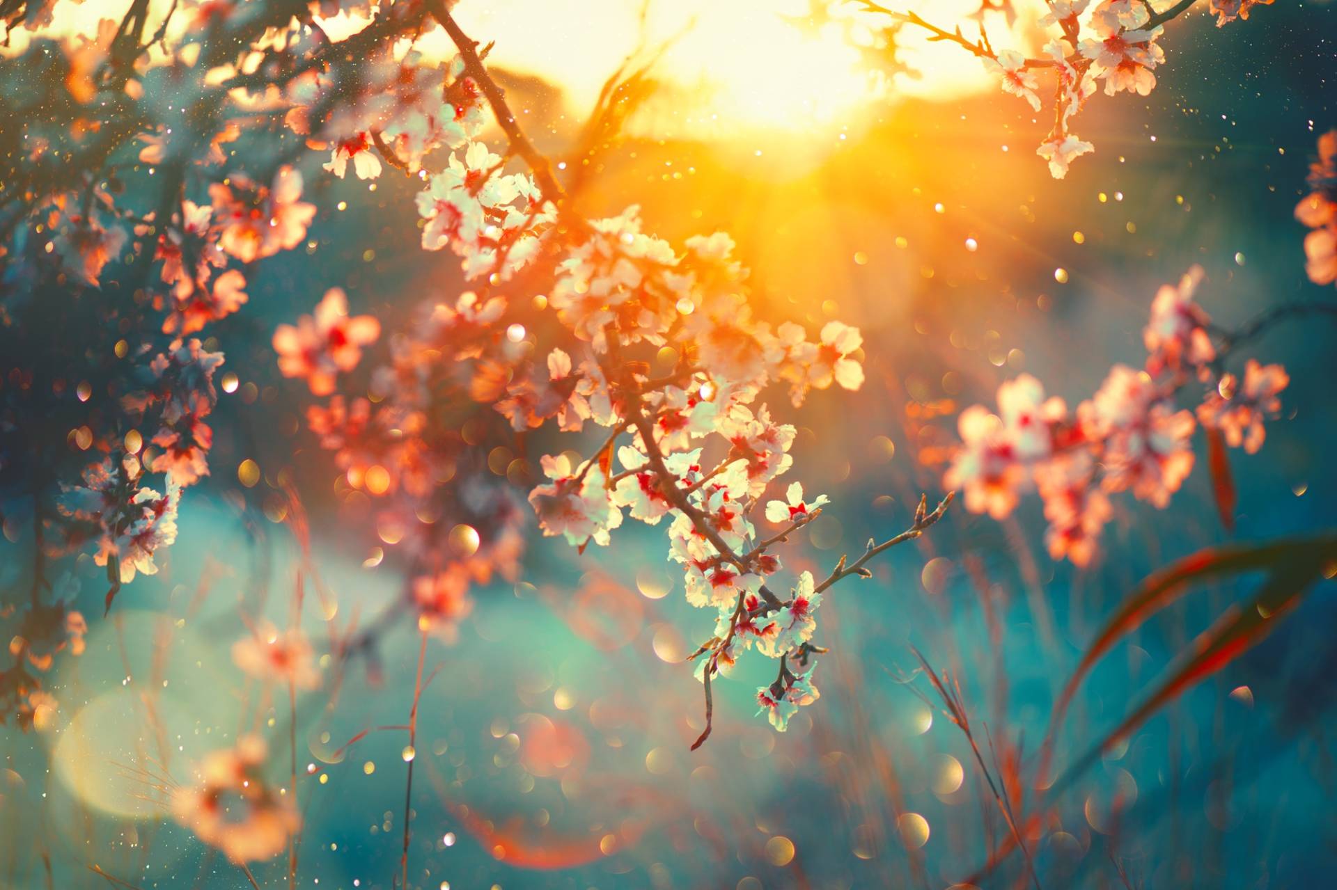 queence Leinwandbild »Cherry Blossom«, Blätter-Blätterbilder-Blumen-Blumenbilder-Bilder vom Sonnenuntergang & -aufgang, (1 St.) von queence